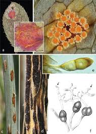 Attēlu rezultāti vaicājumam “Puccinia sessilis”
