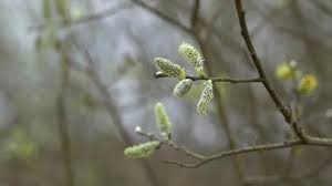 Attēlu rezultāti vaicājumam “Salix aurita bud”