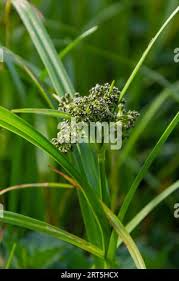 Attēlu rezultāti vaicājumam “Scirpus sylvaticus flower”