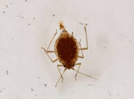 Attēlu rezultāti vaicājumam “Sternorrhyncha”