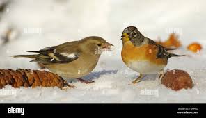 Attēlu rezultāti vaicājumam “Fringilla coelebs male”