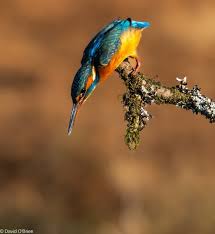 Attēlu rezultāti vaicājumam “Alcedo atthis nest”