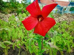 Image result for Abelmoschus moschatus