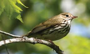 Image result for Seiurus aurocapilla