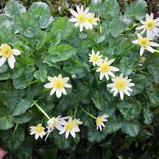 Attēlu rezultāti vaicājumam “Ficaria verna flower”