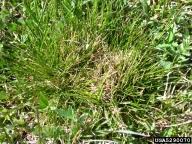 Attēlu rezultāti vaicājumam “Nardus stricta fruit”