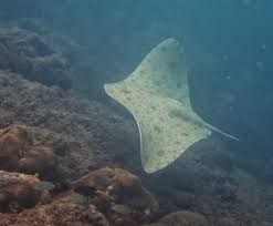 Image result for Gymnura micrura