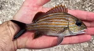 Image result for Haemulon carbonarium