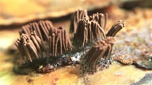 Attēlu rezultāti vaicājumam “Stemonitis sp.”