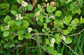 Attēlu rezultāti vaicājumam “Crataegus chrysocarpa”