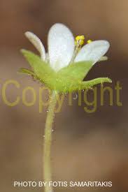 Attēlu rezultāti vaicājumam “Saxifraga cymbalaria fruit”