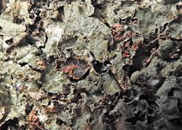 Attēlu rezultāti vaicājumam “Parmelia serrana”