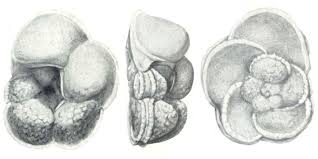 Attēlu rezultāti vaicājumam “Diderma globosum macro”