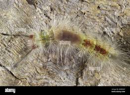 Attēlu rezultāti vaicājumam “Eilema depressa imago”