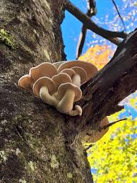 Attēlu rezultāti vaicājumam “Hypsizygus ulmarius”