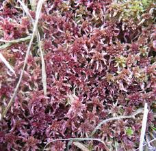 Attēlu rezultāti vaicājumam “Sphagnum capillifolium”