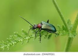 Attēlu rezultāti vaicājumam “Gaurotes virginea”