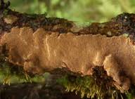 Attēlu rezultāti vaicājumam “Phellinus ferrugineofuscus”