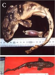 Image result for Haploblepharus pictus