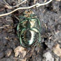 Attēlu rezultāti vaicājumam “Liocola lugubris”