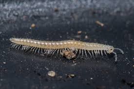 Image result for Beddau