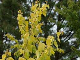 Attēlu rezultāti vaicājumam “Betula pendula flower”