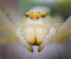 Attēlu rezultāti vaicājumam “Misumena vatia”