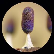 Attēlu rezultāti vaicājumam “Diachea leucopodia stalked”