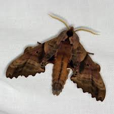 Attēlu rezultāti vaicājumam “Badhamiopsis sp.”