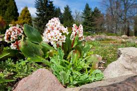 Attēlu rezultāti vaicājumam “Bergenia crassifolia flower”