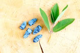 Attēlu rezultāti vaicājumam “Lonicera caerulea var. pallasii fruit”