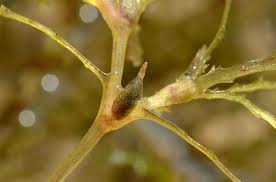 Attēlu rezultāti vaicājumam “Najas marina”