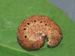 Attēlu rezultāti vaicājumam “Noctua fimbriata”