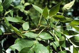 Attēlu rezultāti vaicājumam “Fraxinus pennsylvanica leaf”