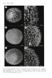 Attēlu rezultāti vaicājumam “Didymium crustaceum plasmodium”