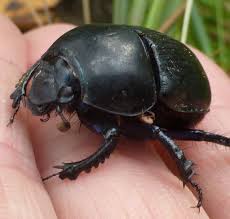 Attēlu rezultāti vaicājumam “Geotrupes”