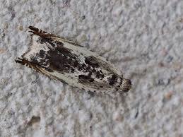 Attēlu rezultāti vaicājumam “Ancylis laetana”