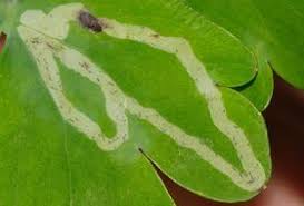 Attēlu rezultāti vaicājumam “Phytomyza minuscula”