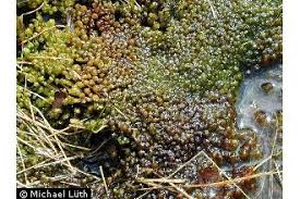 Attēlu rezultāti vaicājumam “Scapania undulata”