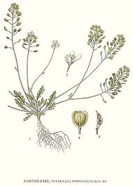 Attēlu rezultāti vaicājumam “Teesdalia nudicaulis”