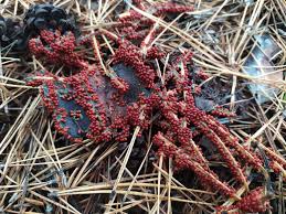 Attēlu rezultāti vaicājumam “Trichia sp.”