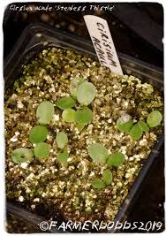 Attēlu rezultāti vaicājumam “Cirsium acaule leaf”