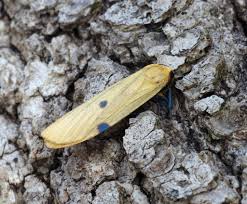 Attēlu rezultāti vaicājumam “Lithosia quadra female”