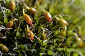 Attēlu rezultāti vaicājumam “Grimmia pulvinata sporophyte”