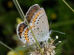 Attēlu rezultāti vaicājumam “Plebejus idas”
