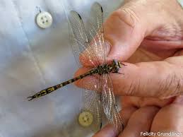 Attēlu rezultāti vaicājumam “Lycogala convexum young”