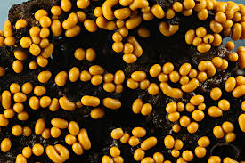 Attēlu rezultāti vaicājumam “Trichia varia spores”