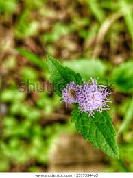 Image result for Ageratum conyzoides