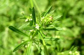 Attēlu rezultāti vaicājumam “Galium elongatum leaf”