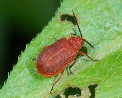 Attēlu rezultāti vaicājumam “Chrysomelidae”
